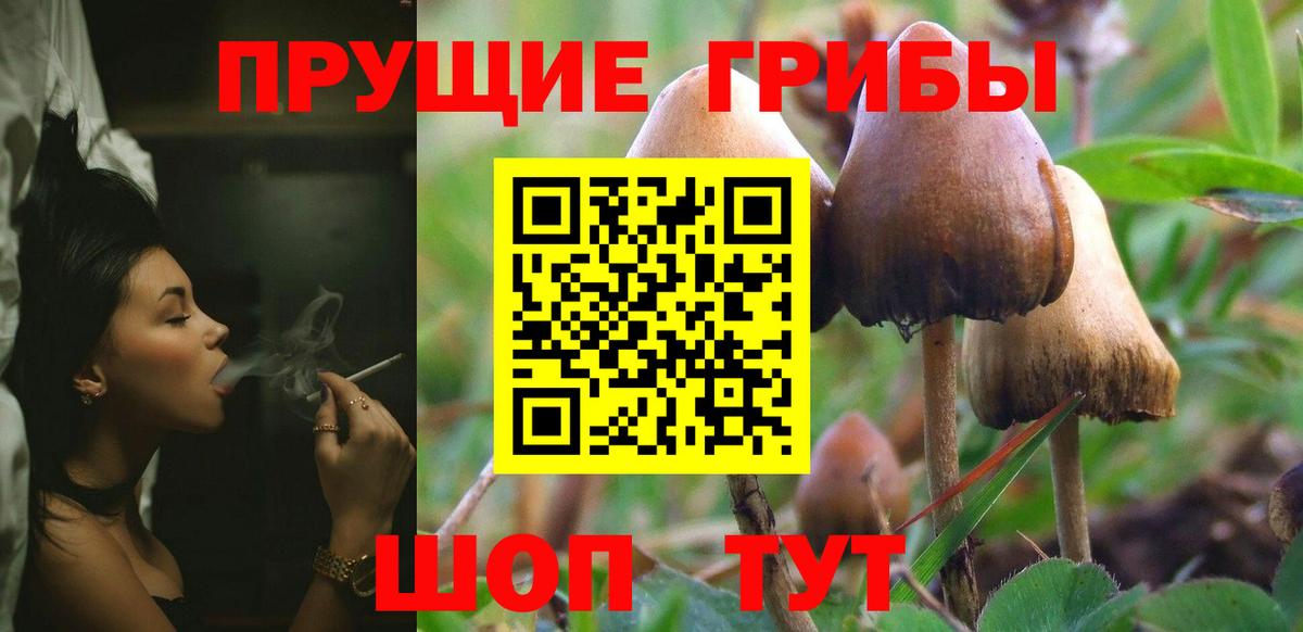 Галлюциногенные грибы Psilocybe Кострома